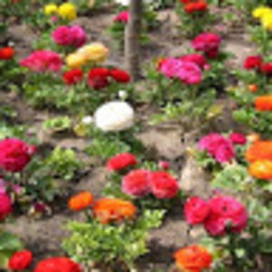 Meet your Posher, Lucille